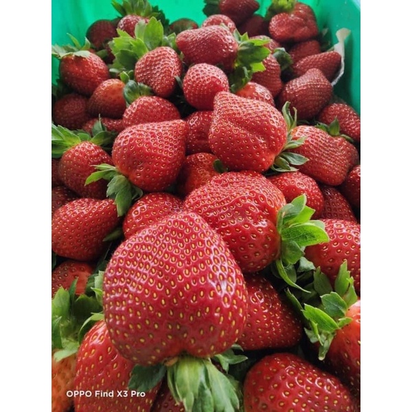 1BOX FRESH STRAWBERRY | BUAH STRAWBERRY