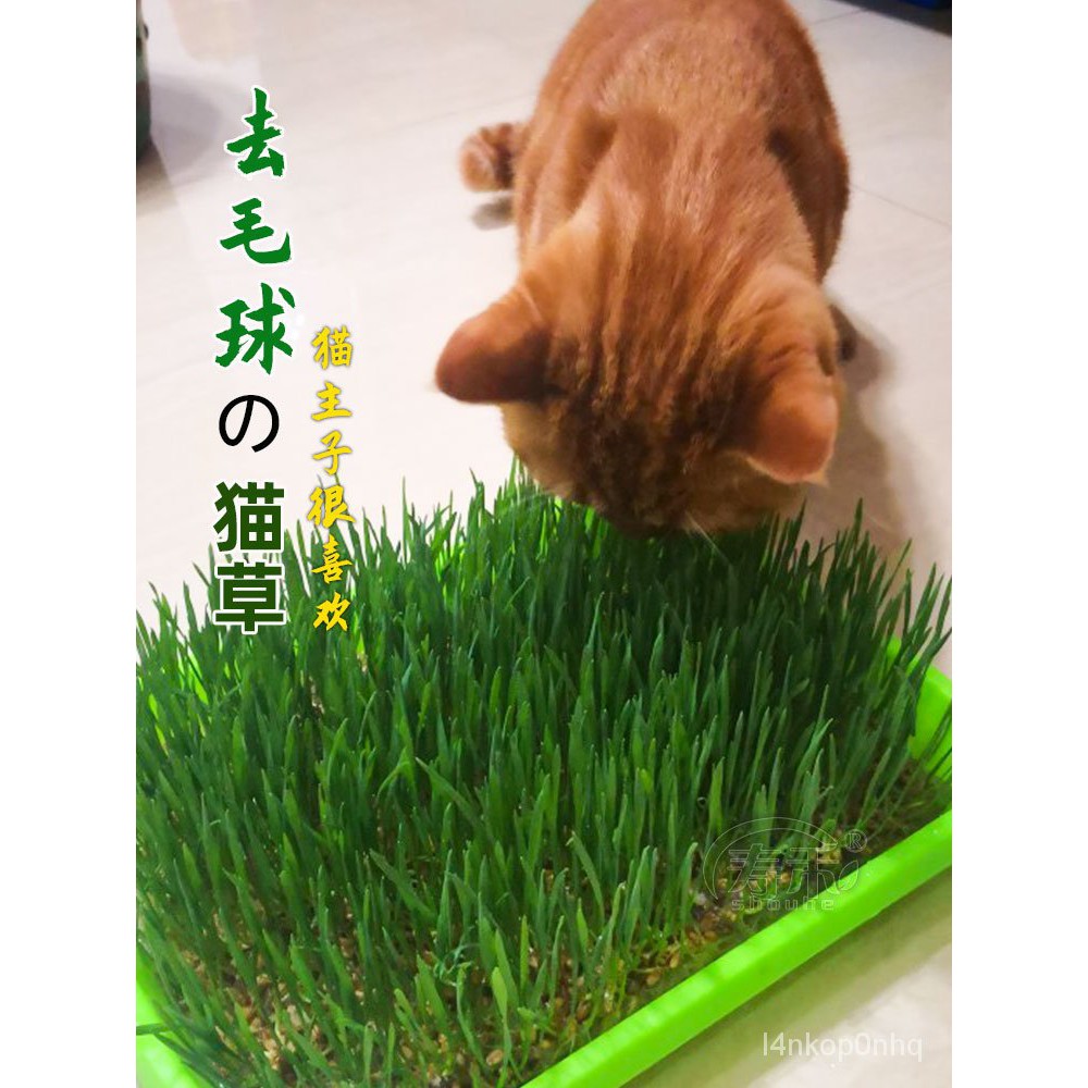 Benih Benih Rumput Kucing Bonsai Catnip Rumput Budaya Air 