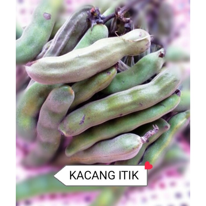 3 Seeds Biji Benih Kacang Itik Broad Beans Pole Shopee Malaysia