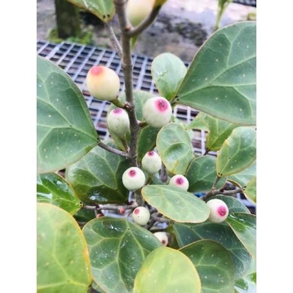 Buy Anak Pokok Mas Cotek Daun Besar Betina Seetracker Malaysia