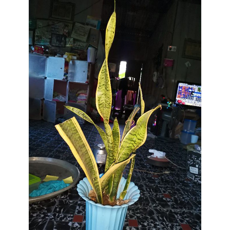 Pokok Lidah Jin Pokok Lidah Mentua 1 Atau Sansevieria Dalam Bahasa Inggeris Shopee Malaysia