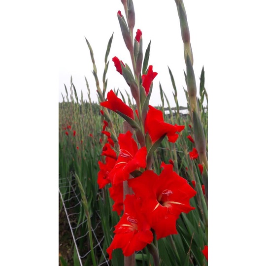 Semillas de flores de gladiolo de fácil floración, coloridas plantas de flores de gladiolo - 100% de floración |  Shopee Malasia