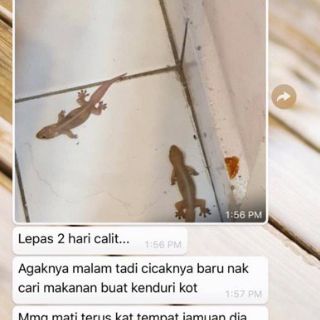 BB : Lizant Ubat Cicak Power  Shopee Malaysia