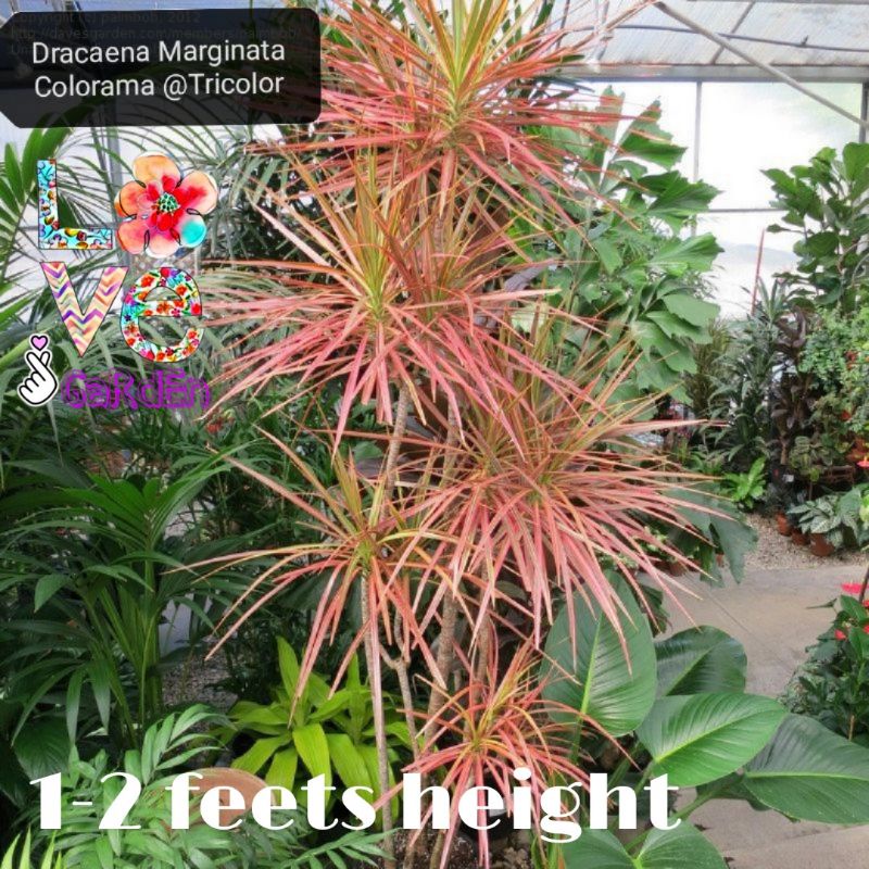 Dracaena Marginata Colorama @ Tricolor (Anak Pokok /Keratan) | Shopee