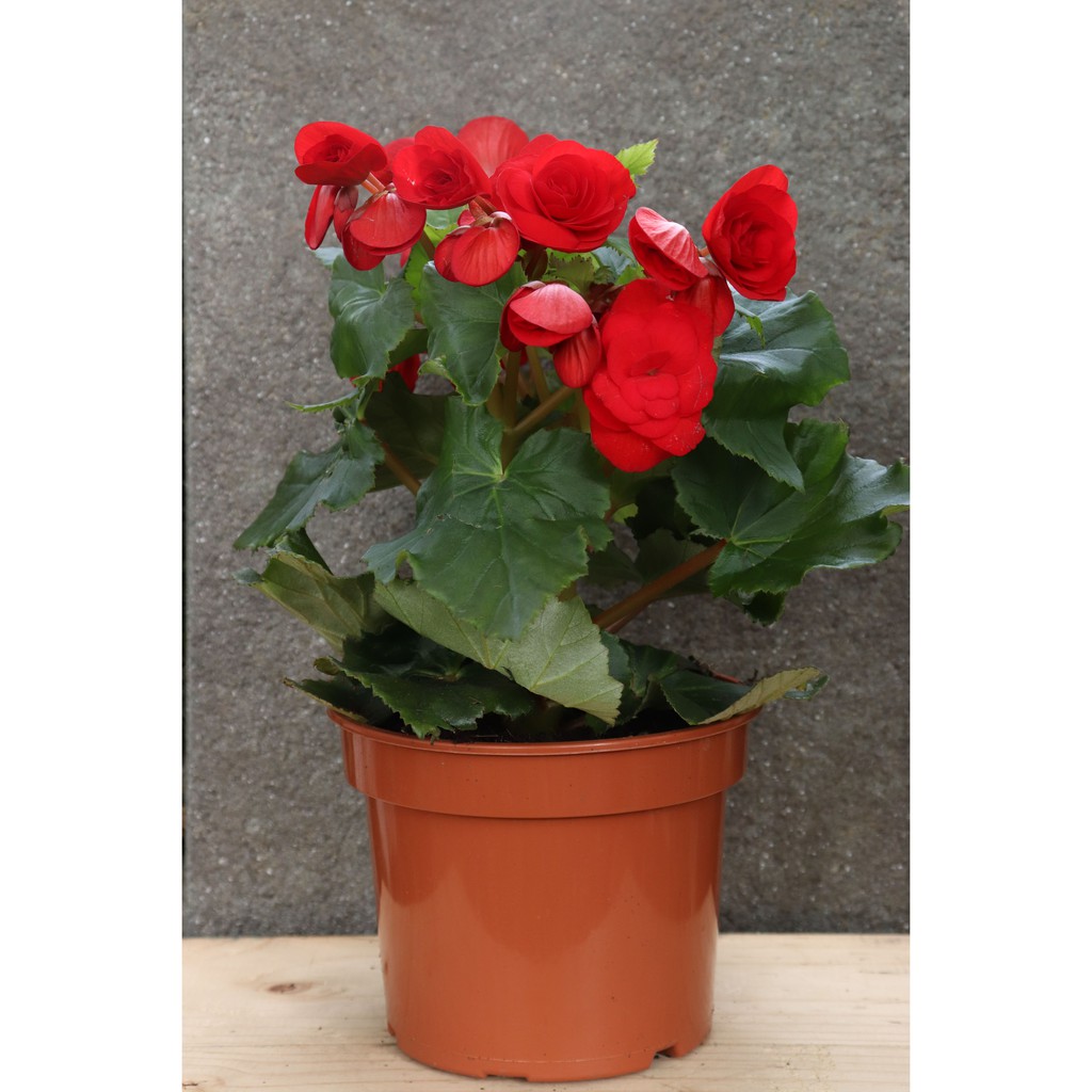 Cameron Begonia Elatior Flower Series 海棠花 15cm Real Plant Live Plant Shopee Malaysia