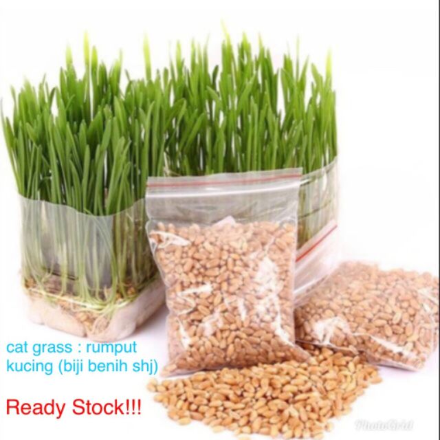 Rumput untuk kucing - cat grass ( biji benih )  Shopee Malaysia