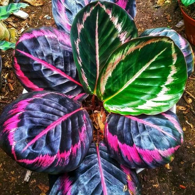 Pokok Calathea Daun Dua Tone Hijau Purple Shopee Malaysia