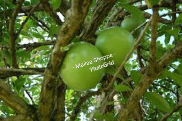 Buy Keratan Labu Kayu Pokok Herba Penawar Kanser Seetracker Malaysia