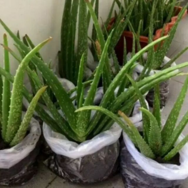 Real Live Aloe Vera Plant /Pokok Lidah buaya | Shopee Malaysia