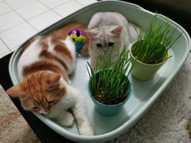 [ GRASS ] BIJI BENIH RUMPUT KUCING 600 BIJI  Shopee Malaysia