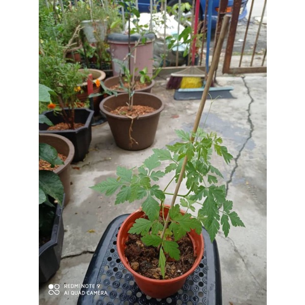 Balloon Vine Modakathan Plant Shopee Malaysia