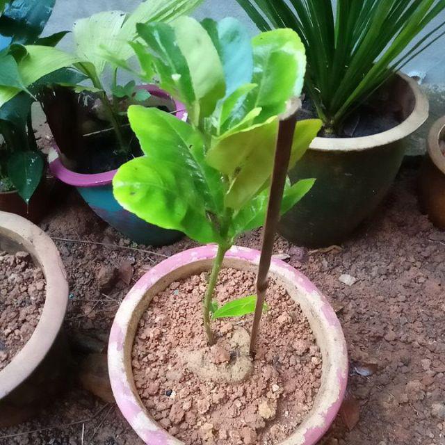 Pokok Lemon kuning/Cepat Berbuah 2kaki+  Shopee Malaysia