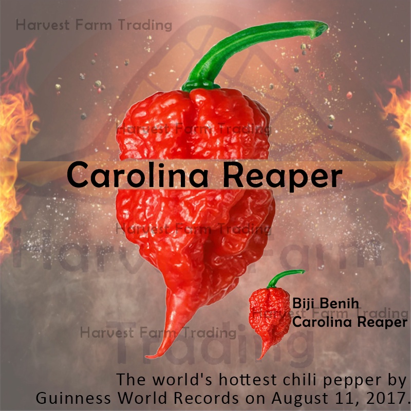 Biji Benih Cili Pedas Giler Carolina Reaper 20Pcs Biji Vegetable Seed Chili Hot And Spicy Pepper Seeds Plant Seed