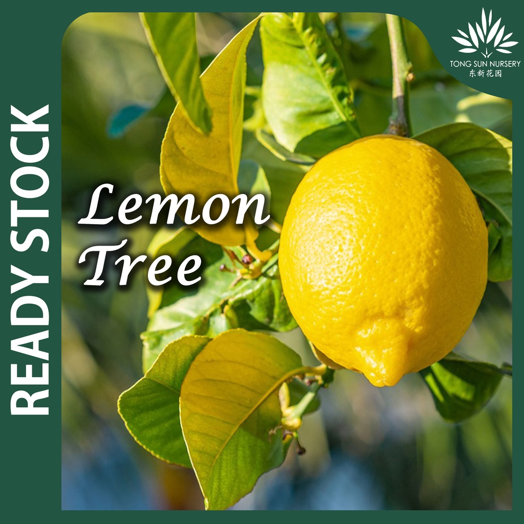 TSN Lemon Tree Plant Lemon Fruit Tree Pokok Lemon 柠檬树苗 果树 Pokok Buah