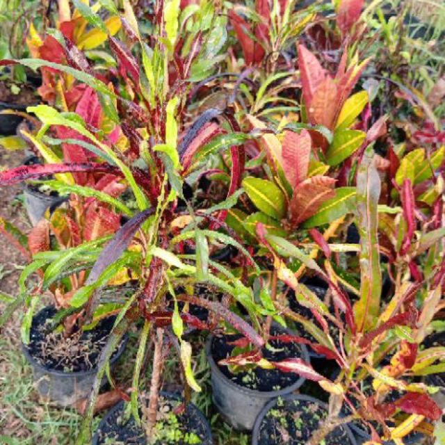 Keratan Pokok Puding Kerinting Shopee Malaysia