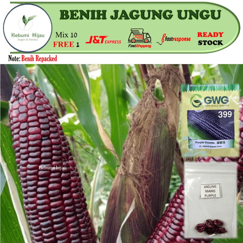 Buy 4 biji benih rare JAGUNG MANIS PURPLE sweet corn seeds (bukan 