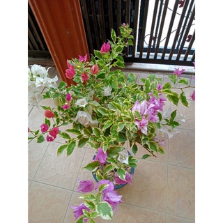 Pokok Bunga Kertas 3 Warna Shopee Malaysia Pokok Bunga Kertas 3 Warna Shopee Malaysia