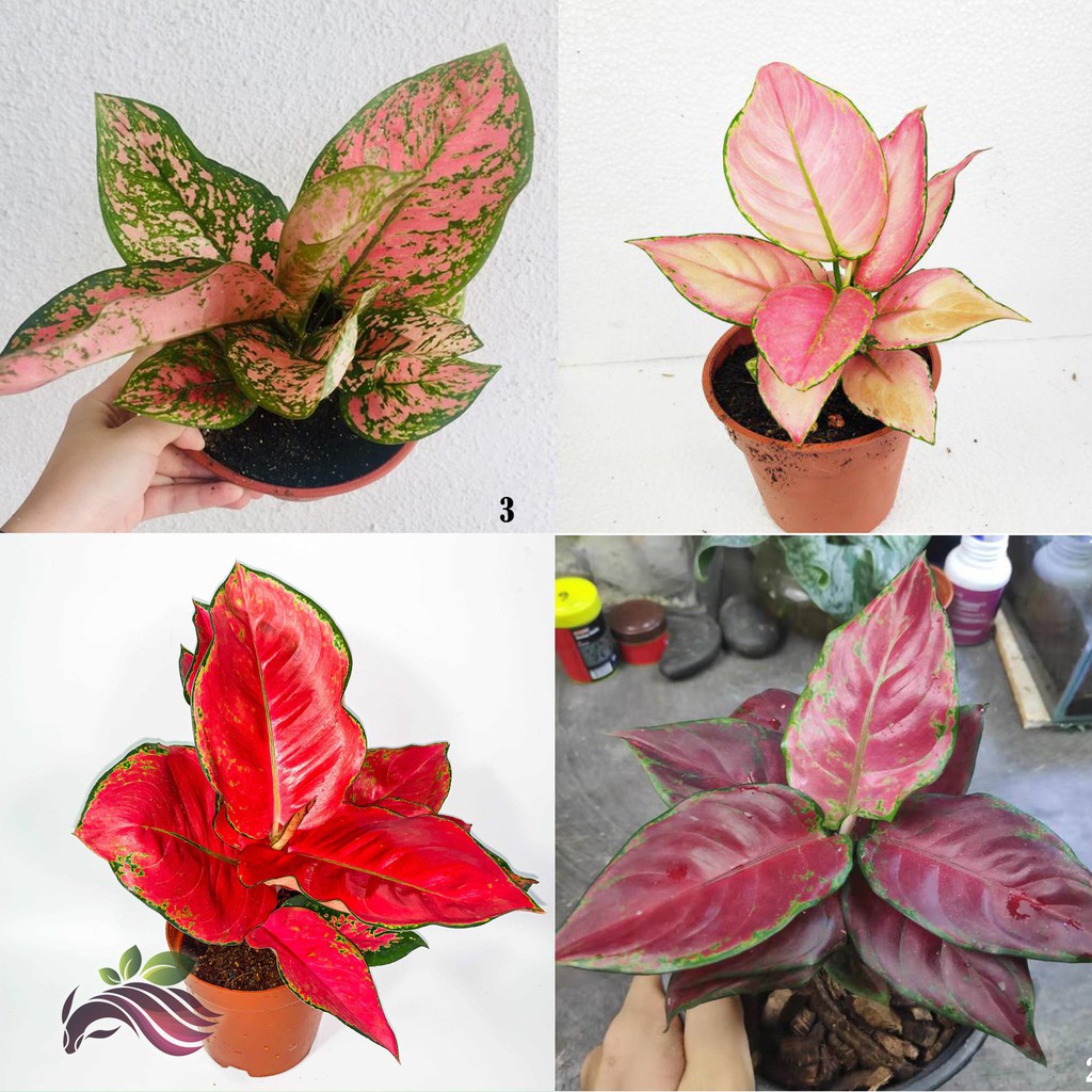 Indoor Plant Aglaonema By Ls Group Shopee Malaysia