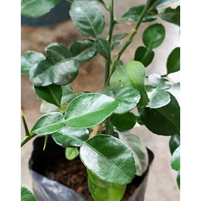 Ready Stock Anak Pokok Limau Purut Kaffir Lime Tree Shopee Malaysia