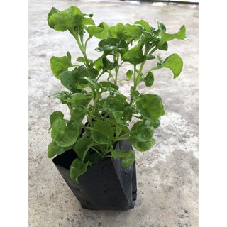 Pokok Bayam Brazil / Brazillian Spinach (1 Polybag 5 Plants) | Shopee ...