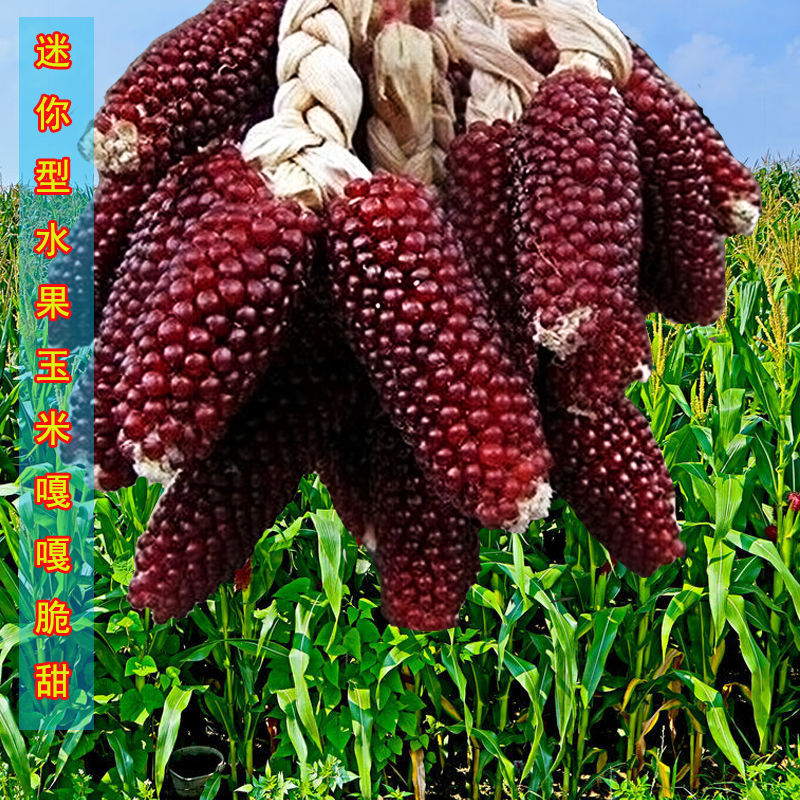 Buy Buah Mentah Jagung Benih Strawberi Jagung Jagung Benih Jagung 