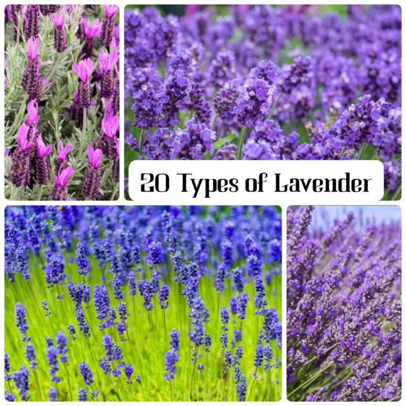 20 Types Lavender Seed| 20 Jenis Benih Lavender.. | Shopee Malaysia