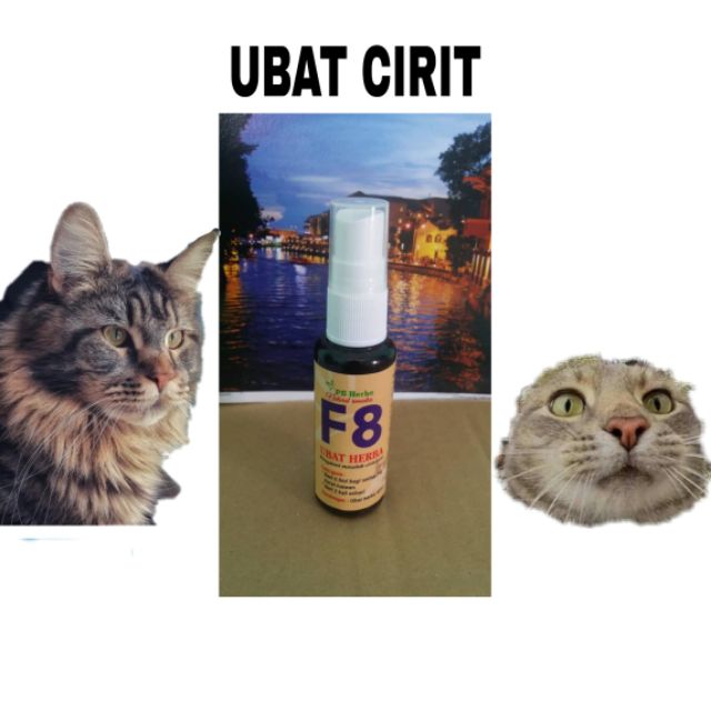 F8  ubat kucing UBAT CIRIT KUCING READYSTOK (40ml)  Shopee Malaysia