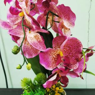  bunga  orkid bajet untuk hiasan  ruang  tamu  Shopee Malaysia