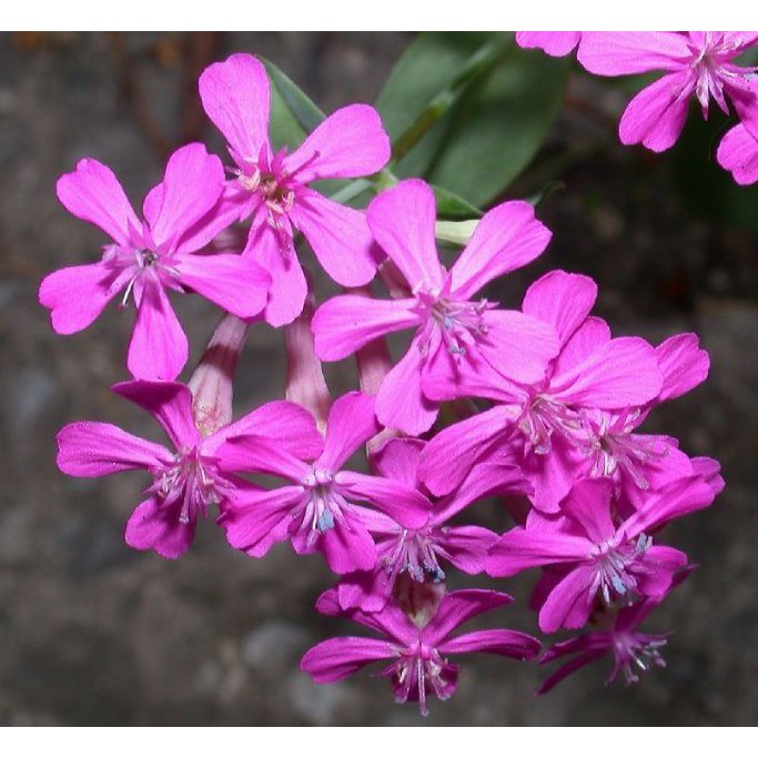 silene armeria