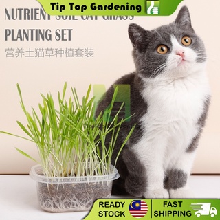 Buy Taotaopets Cat Grass Set Catnip Seed Potted Plant Nutrient Soil Ready Stock Seetracker Malaysia