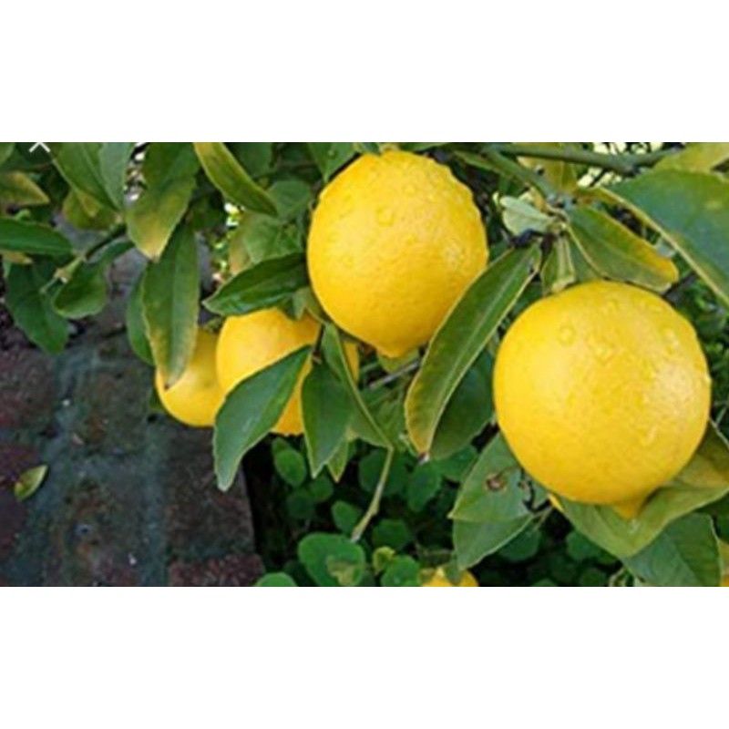 Anak pokok lemon hibrid hybrid cepat berbuah lebat Shopee Malaysia