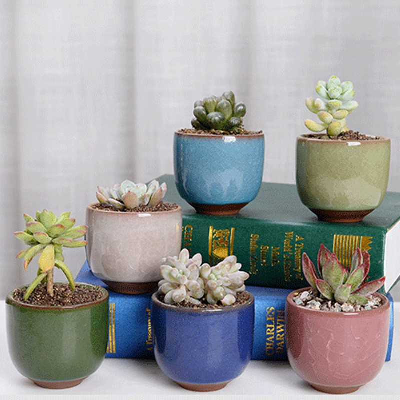 mini potted plants malaysia