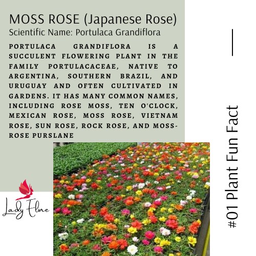 Ladyeline Portulaca Moss Rose Japanese Rose 10 Plant Cuttings Shopee Malaysia