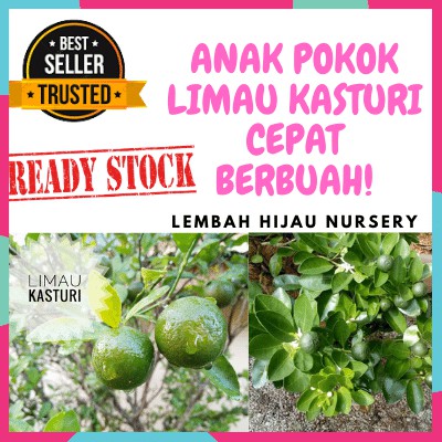 Cikgu limau kasturi