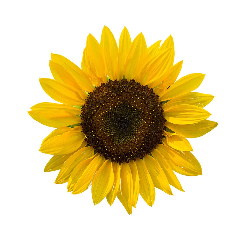 Cameron Highlands Fresh Flower - Sunflower x 5 stems (Delivery within ...