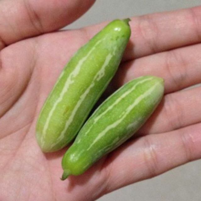 10 Pcs Benih Timun Tikus Seed Ivy Gourd Cucumber Timun Kecil Pepasan Benih Sayur Murah Plant Seed Vege Seed Shopee Malaysia