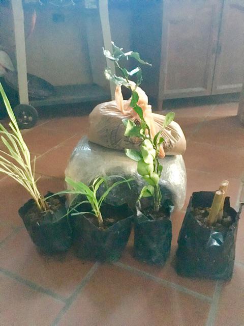 Benih bunga kantan pokok dh ada akar dan99 akan hidup Benih bunga kantan pokok dh ada akar dan99 akan hidup