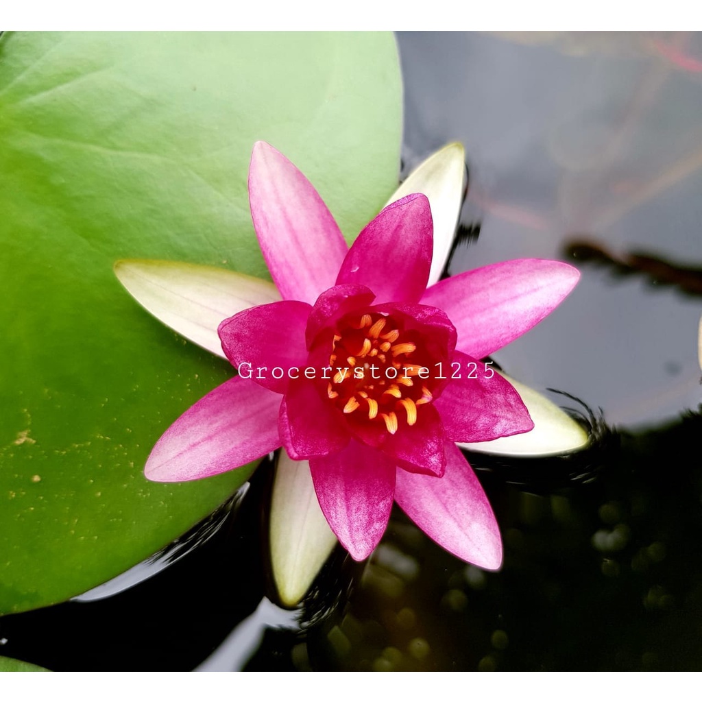 Live Water Lily (Red Bride) Shopee Malaysia