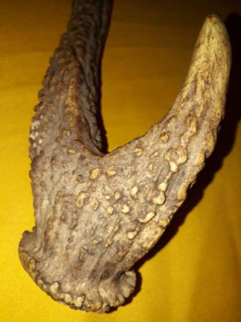 Khasiat Tanduk Rusa Putih - The Mystical Power Of King Of Wood Raja