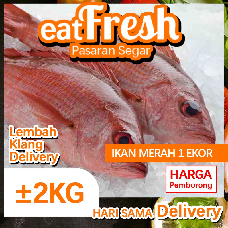 Ikan Merah Red Snapper 2kg 1 Ekor Segar Dari Kuala Selangor Sama Hari Delivery Shopee Malaysia