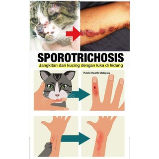 UBAT SPORO KUCING KURAP SCABIES FUNGUS KERAPU LUKA KUDIS 