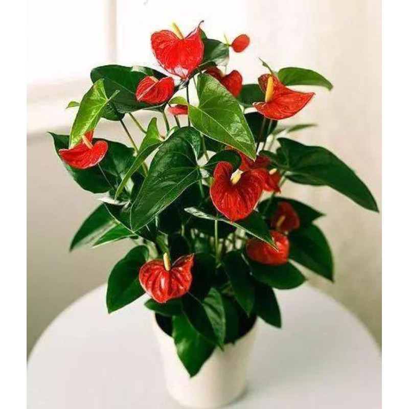 Anthurium 火鶴花 150mm Pot Shopee Malaysia