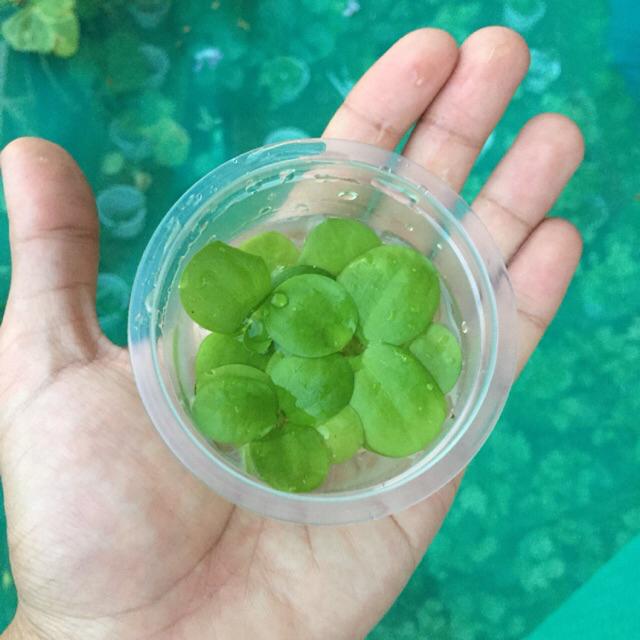 Duckweed Tanaman Air Cantik Untuk Guppy Ikan Laga Betta Fish Aquarium Tumbuhan Air Floating Plant Kiambang Frogbit Shopee Malaysia