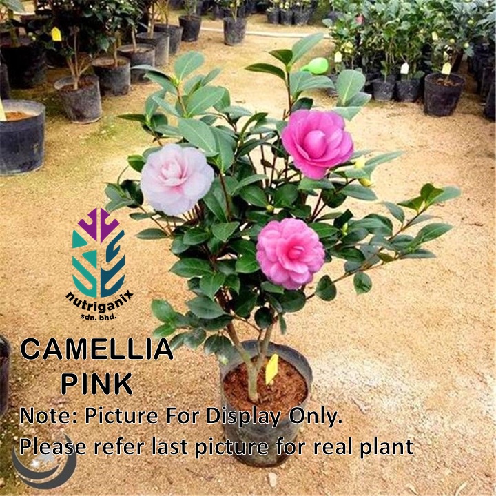 [Special]Camellia Live Flower Plant/ Pokok Bunga Camellia Berlapis