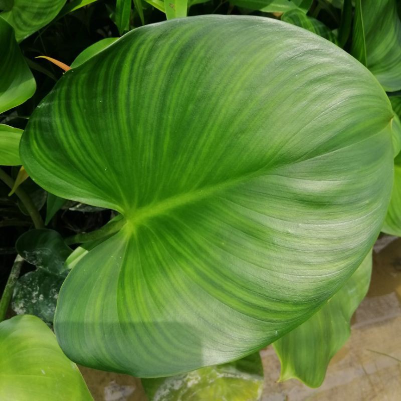 Buy Keladi Kemoyang Merah Homalomena Plant Pokok Keladi Caladium Alocasia Seetracker Malaysia