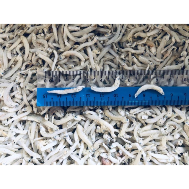 Borong Ikan Bilis Mata Biru Jepun White Anchovy Size L Borong Ikan Bilis Mata Biru Jepun White Anchovy Size L