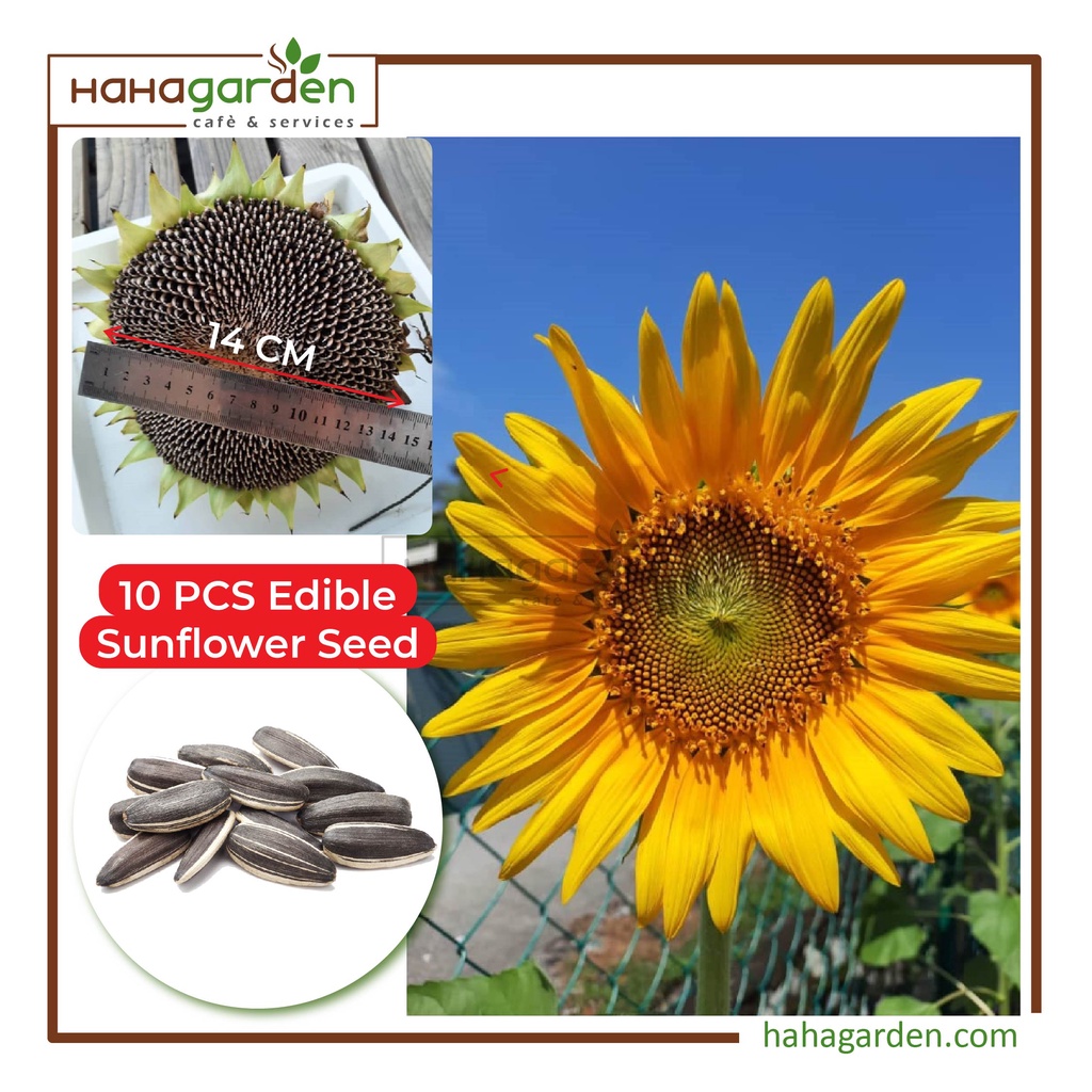 10pcs Edible Sunflower Seeds / Benih Bunga Matahari/ Biji Bunga