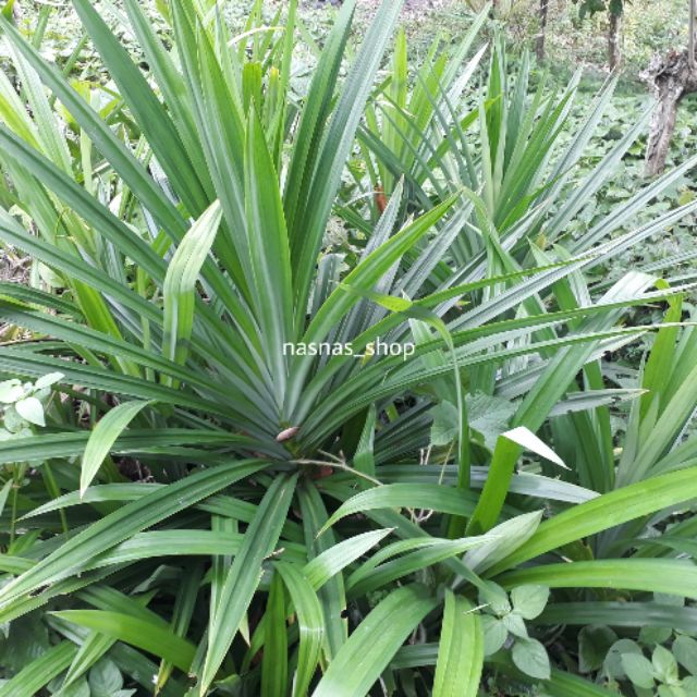 Anak Pokok Daun Pandan - Dalam Pasu  Shopee Malaysia