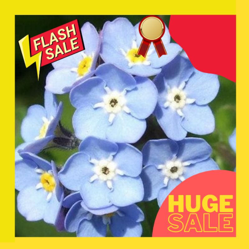 30 Pcs Ready Stock Forget Me Not Flower 30 Seed Benih Bunga勿忘我花种子30粒 Shopee Malaysia