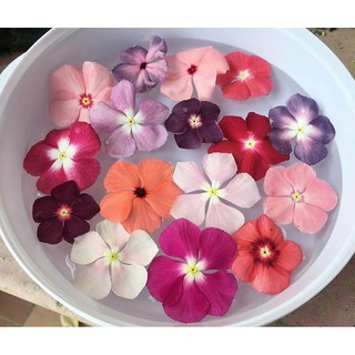 HOT v2 10pcs 20 Warna Pilihan Benih Vinca Vinca HOT v2 10pcs 20 Warna Pilihan Benih Vinca Vinca
